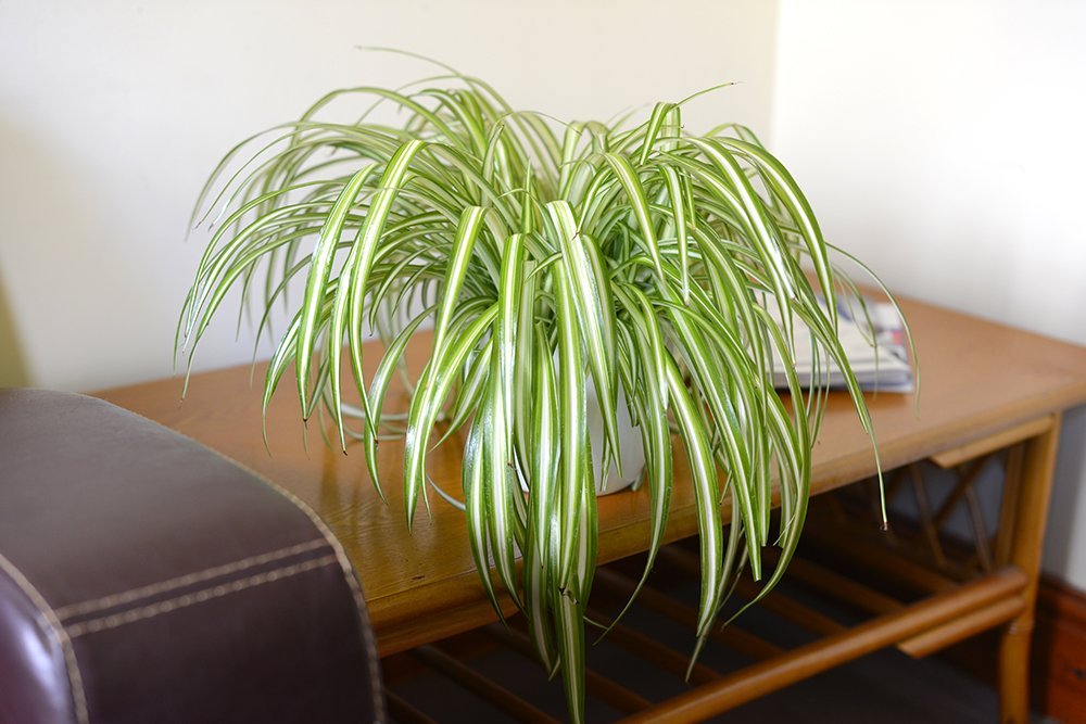 indoor plants to purify the air