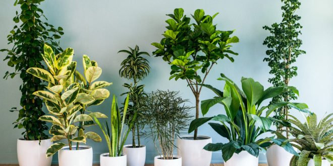 indoor plants to purify the air