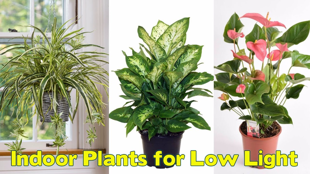 indoor plants to purify the air