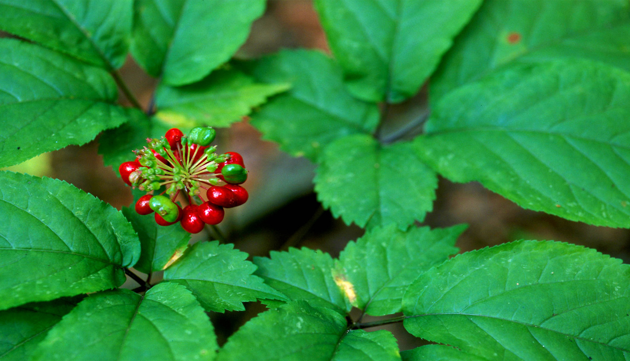 American Ginseng